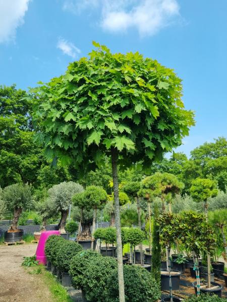 Kugel-Ahorn 210cm Stammhöhe | Acer platanoides 'Globosum'