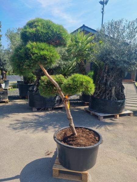 Gartenbonsai-Pinus-nigra-Bregeon-P2
