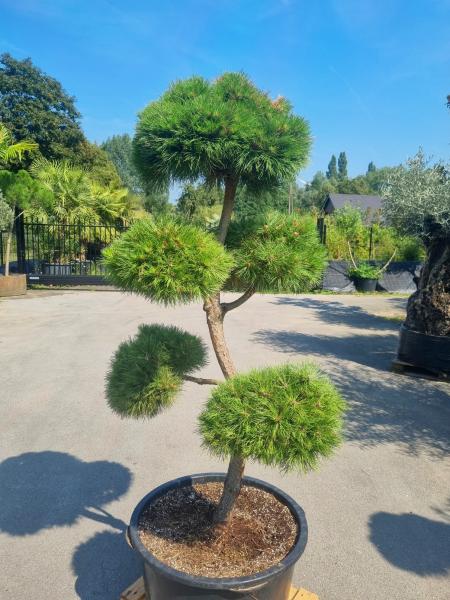 ↑ Sie erhalten genau diesen Gartenbonsai ↑ Pinus nigra Bregeon Bonsai Nr.P4