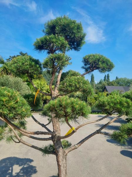 ↑ Sie erhalten genau diesen Gartenbonsai ↑ Pinus sylvestris Bonsai Nr.P7