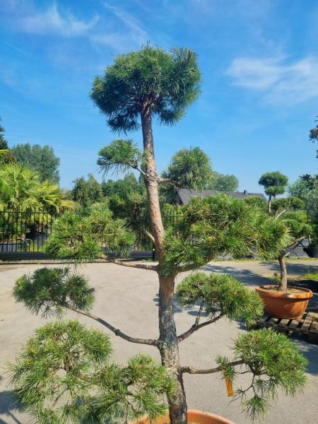 ↑ Sie erhalten genau diesen Gartenbonsai ↑ Pinus sylvestris Bonsai Nr.P8