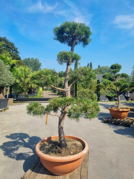 Gartenbonsai-Pinus-sylvestris-P8