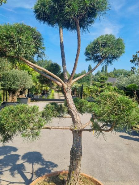 ↑ Sie erhalten genau diesen Gartenbonsai ↑ Pinus sylvestris Bonsai Nr.P10