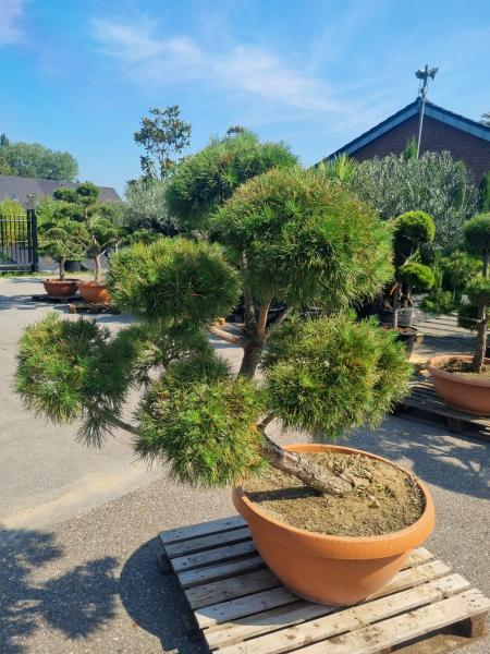 ↑ Sie erhalten genau diesen Gartenbonsai ↑ Pinus sylvestris Bonsai Nr.P12