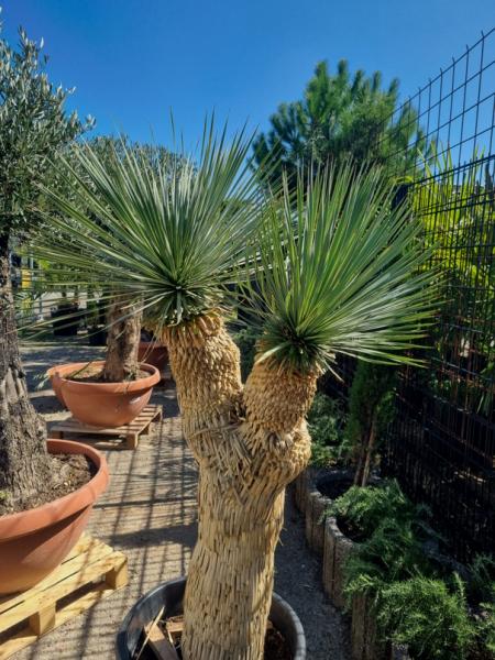 Yucca Rostrata verzweigt 180cm - genau diesen Nr.verzweigt180