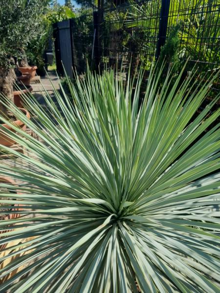Yucca Rostrata 160cm - 60cm Stamm - genau diesen Nr.128