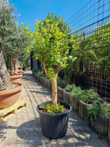 Granatapfel-Baum-160cm-Punica-granatum-1