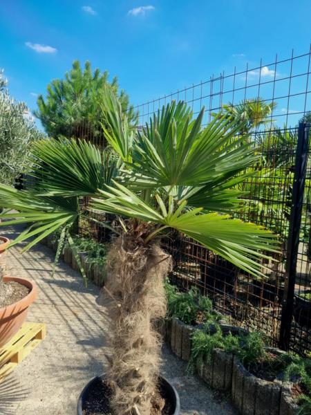 ↑ Sie erhalten genau diese winterharte Palme ↑ Trachycarpus Fortunei 200cm Nr.31