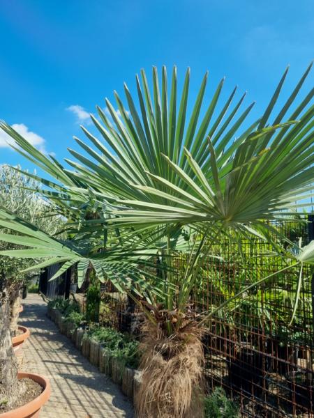 ↑ Sie erhalten genau diese winterharte Palme ↑ Trachycarpus Fortunei 230cm Nr.33