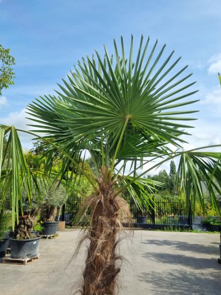 ↑ Sie erhalten genau diese winterharte Palme ↑ Trachycarpus Fortunei 270cm Nr.40