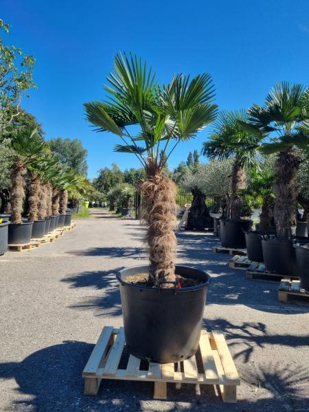 Hanfpalme-Trachycarpus-Wagnerianus-5wg