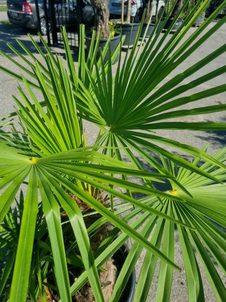 ↑ Sie erhalten genau diese winterharte Palme ↑ Trachycarpus Fortunei 160cm - 3 stämmige Palme