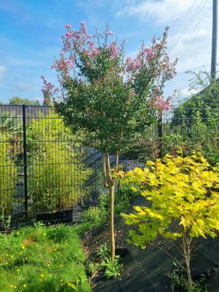 Lagerstroemia Indica 165cm - Blüte pink - XXL Kräuselmyrten Lagerstroemia Indica 165cm - Blüte pink - XXL Kräuselmyrten
