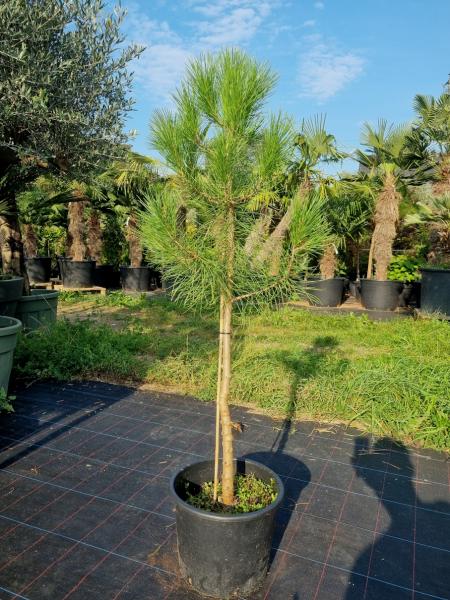 Pinus-Pinea-Nr41