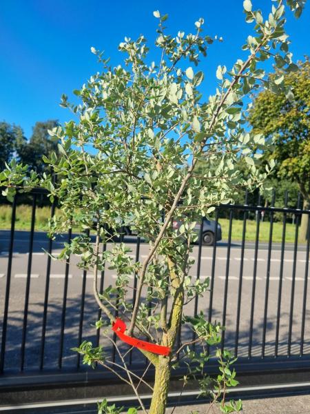 Korkbaum Quercus suber 250cm ( genau diese Korkeiche ) Nr. 24