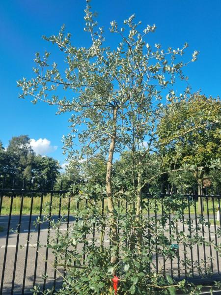 Korkbaum Quercus suber 290cm ( genau diese Korkeiche ) Nr. 43