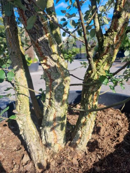 Korkbaum Quercus suber 290cm ( genau diese Korkeiche ) Nr. 43