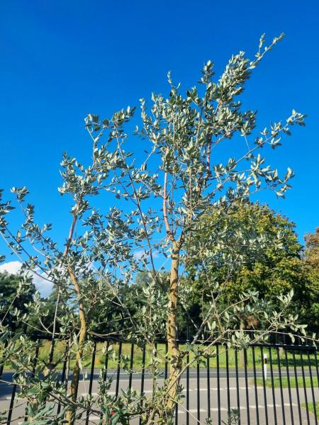 Korkbaum Quercus suber 300cm ( genau diese Korkeiche ) Nr. 42