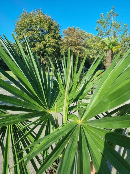 ↑ Sie erhalten genau diese winterharte Palme ↑ Trachycarpus Fortunei 200cm Nr.53