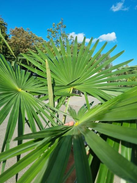 ↑ Sie erhalten genau diese winterharte Palme ↑ Trachycarpus Fortunei 220cm Nr.54
