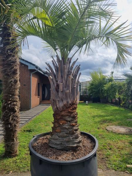 ↑ Sie erhalten genau diesen ↑ Butia capitata - Geleepalme - 140cm Stamm. ↑ Sie erhalten genau diesen ↑ Butia capitata - Geleepalme - 140cm Stamm.