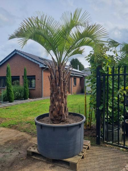 Butia capitata Geleepalme 130 Butia capitata Geleepalme 130
