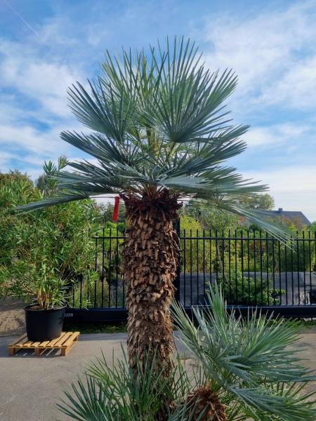 ↑ Sie erhalten genau diese Palme ↑ Chamaerops Cerifera 270cm Nr.1