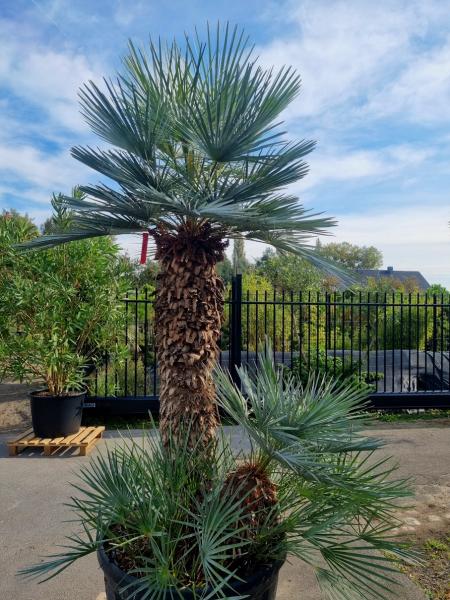 ↑ Sie erhalten genau diese Palme ↑ Chamaerops Cerifera 270cm Nr.1