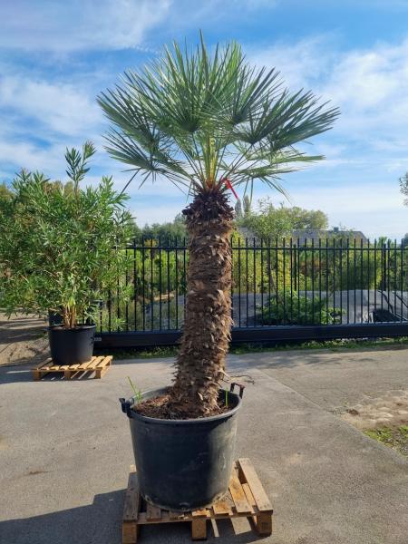 Chamaerops-Cerifera-3 Chamaerops-Cerifera-3