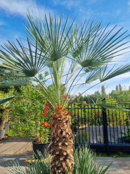↑ Sie erhalten genau diese Palme ↑ Chamaerops Cerifera 270cm Nr.4-24