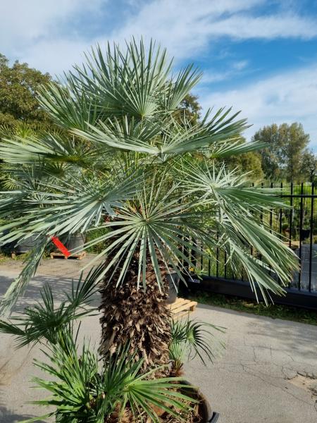 ↑ Sie erhalten genau diese Palme ↑ Chamaerops Cerifera 240cm Nr.8 ↑ Sie erhalten genau diese Palme ↑ Chamaerops Cerifera 240cm Nr.8
