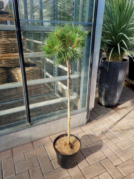 Pinus-nigra-Pierrick-Bregeon-80cm-Stamm