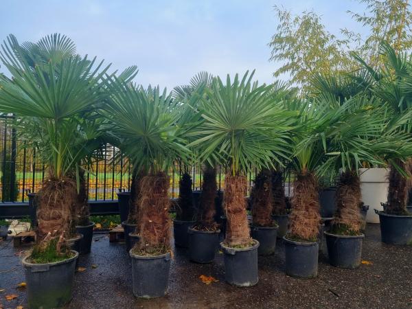 Trachycarpus-Fortunei-170