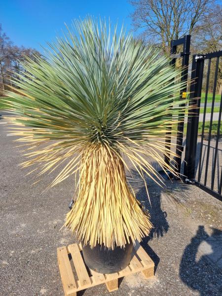 Yucca Rostrata wild 190cm - 90cm Stamm - genau diesen im Bild.