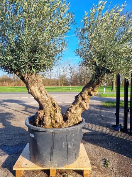 Olivenbaum doppelstamm - genau diesen abgebildeten Nr.78