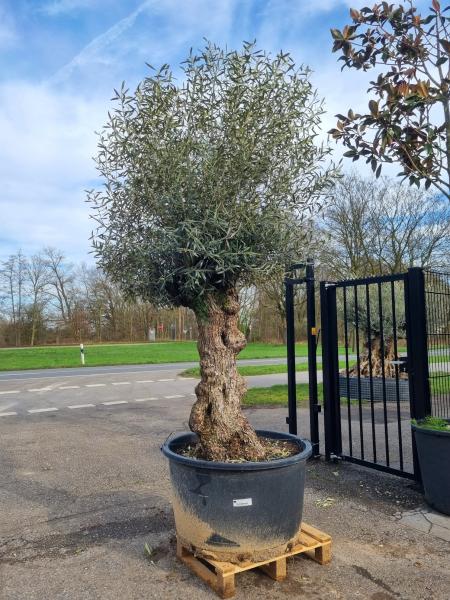 Olivenbaum Hojiblanca 280cm Bonsai Nr.92 - genau diesen abgebildeten.