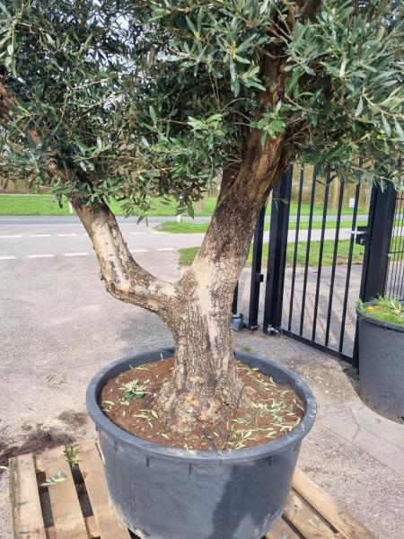 Olivenbaum Hojiblanca XXL 240cm verzweigt  Nr.156 - genau diesen abgebildeten.