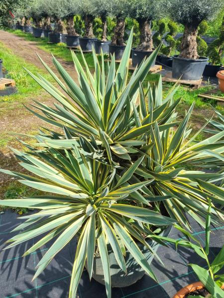 Yucca gloriosa variegata XL - genau diesen im Bild.