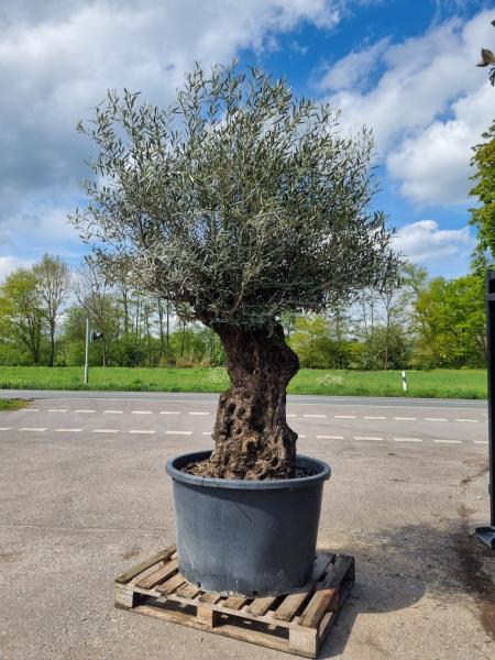 Einen schönen alten und dicken (145 Jährigen) Olivenbaum kaufen
