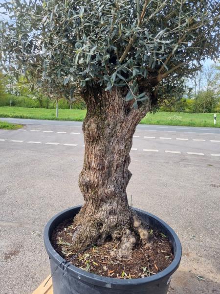 Einen schönen alten und dicken (90 Jährigen) Olivenbaum kaufen.