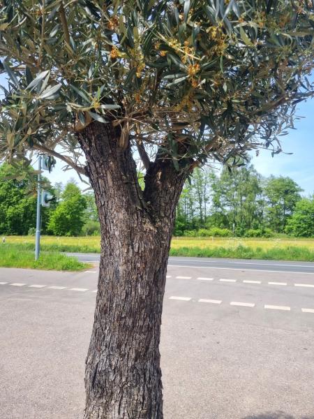 Olivenbaum 280cm - mit hohem Stamm (70 Jährig) Olivenbaum kaufen.