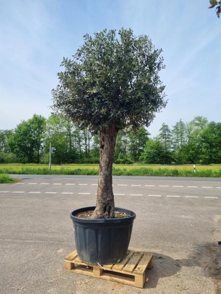 Olivenbaum-Bonsai-Nr-244