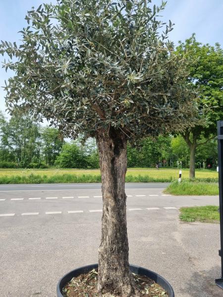Olivenbaum Picual 280cm - mit hohem Stamm (75 Jährig) Olivenbaum kaufen.