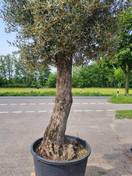 Olivenbaum 290cm - mit hohem Stamm (90 Jährig) Olivenbaum kaufen.