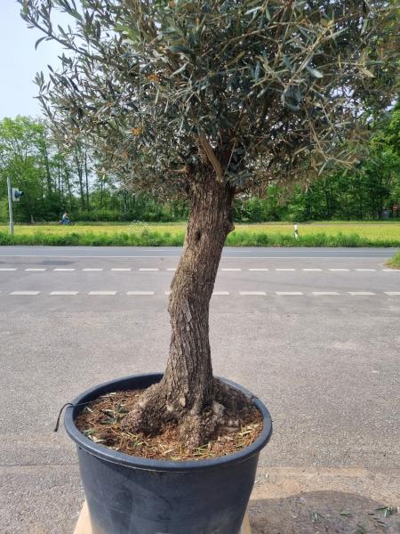 Olivenbaum 280cm  (60 Jährig) Olivenbaum kaufen.