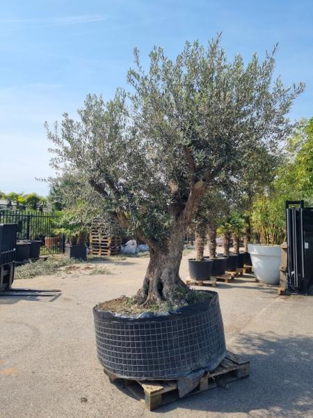 Olivenbaum mit einer Mega großen Blattkrone - Genau dieser steht zum verkauf.