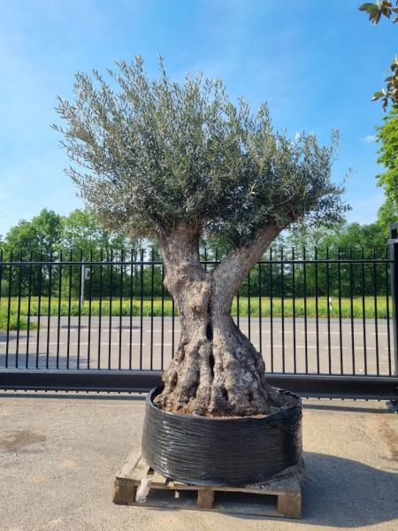 Mega großer Olivenbaum 300cm  - Genau dieser steht zum verkauf.