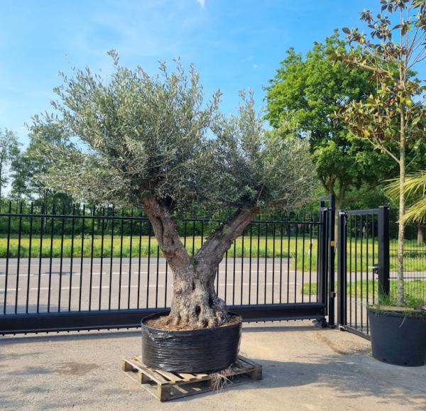 Mega großer Olivenbaum 320cm  - Genau dieser steht zum verkauf.