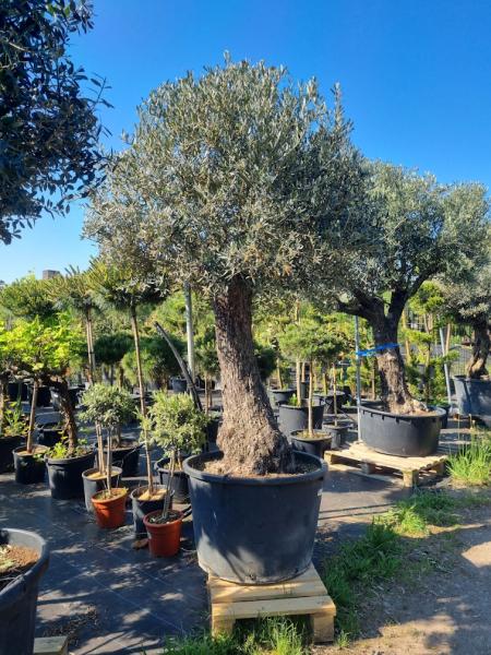 Olivenbaum 270cm - mit hohem Stamm (100 Jährig) Olivenbaum kaufen.