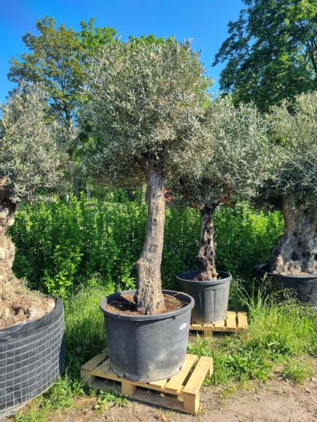 Olivenbaum 270cm - mit hohem Stamm (70 Jährig) Olivenbaum kaufen.